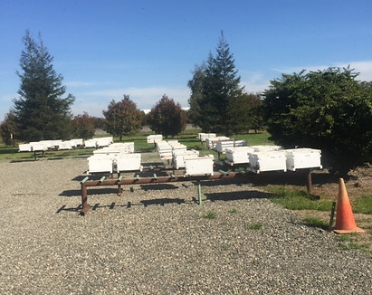 Breeder Colonies.JPG