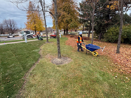 Transforming the Temple Grounds with Fresh Sod!