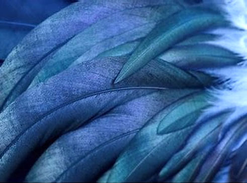 Blue feathers_edited_edited.jpg