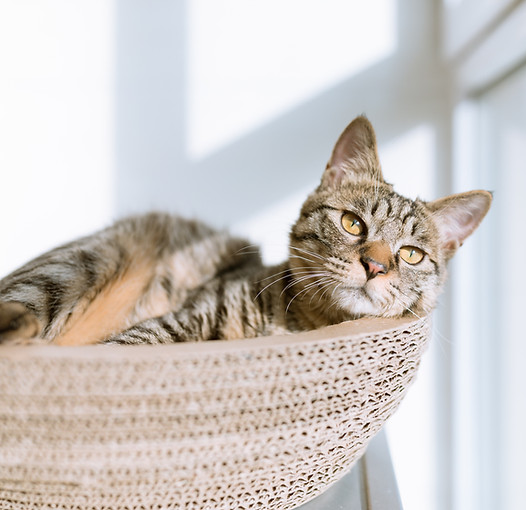 Cat in Basket