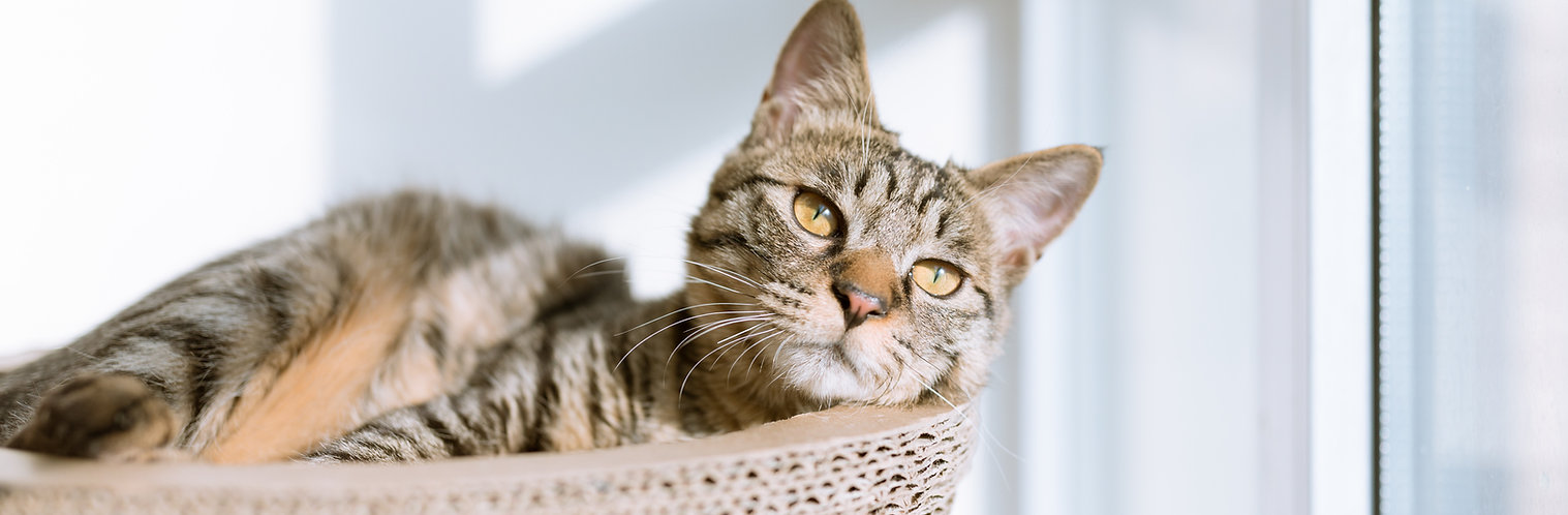 Cat in Basket