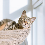Chat dans le panier