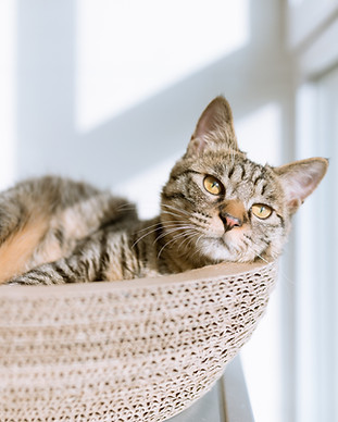Cat in Basket