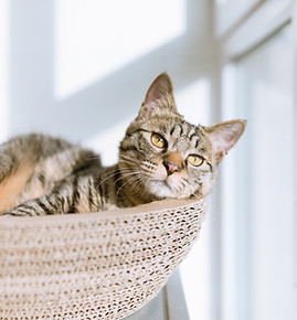 Cat in Basket