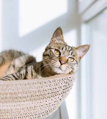 Cat in Basket
