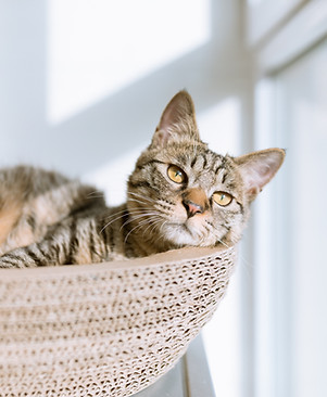 Cat in Basket