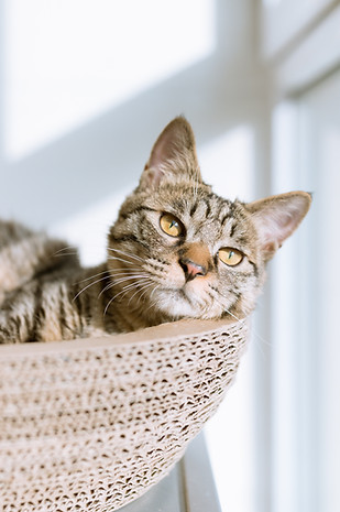 Cat in Basket