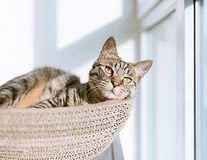 Villa Natcat hôtel pour chat à Villeneuve d'Ascq près de Lille