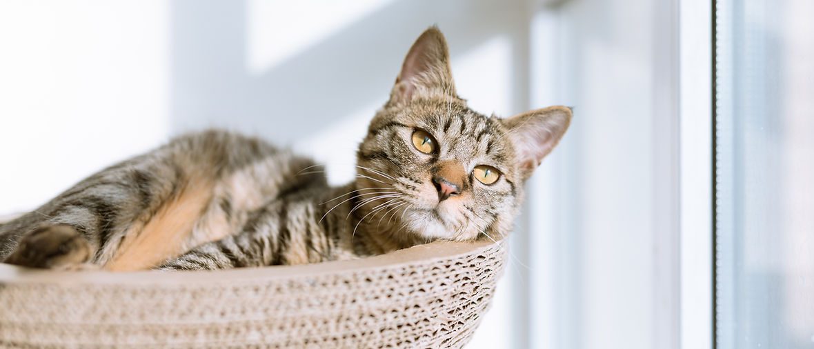 Chat dans le panier