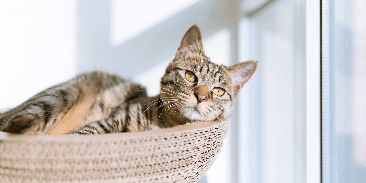 Cat in Basket