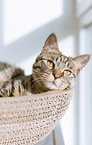Cat in Basket
