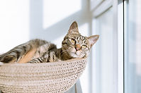 Cat in Basket