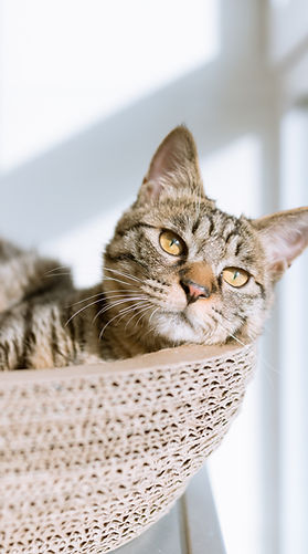 Chat dans le panier