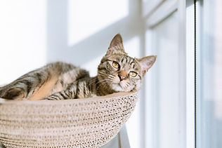 Cat in Basket