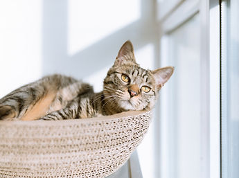 Relaxing Tabby Cat