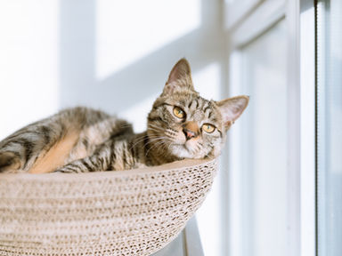 Pet Entertainment: Nurturing Body, Mind, and Spirit