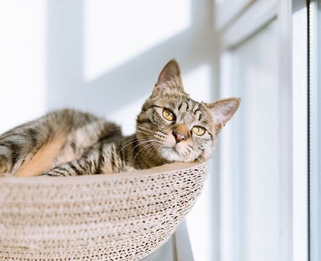 Cat in Basket