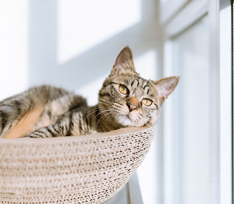 Cat in Basket