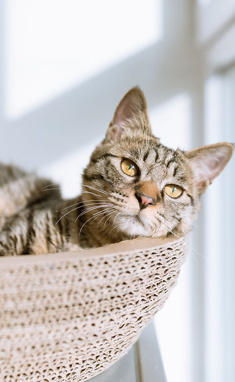 Cat in Basket