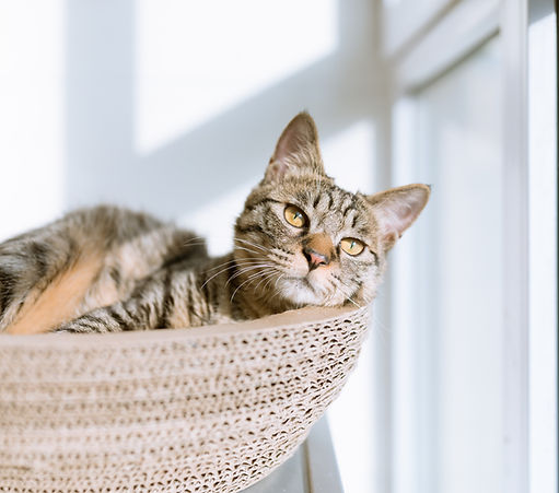バスケットの中の猫