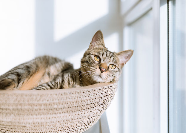 david-whipple-mU-wz7JlJMc-unsplash_Ravid.jpg