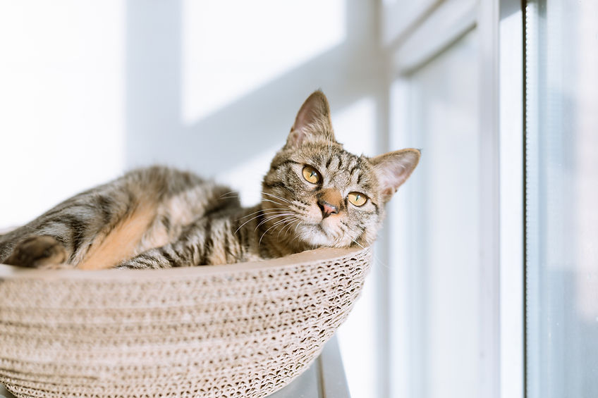 Cat in Basket