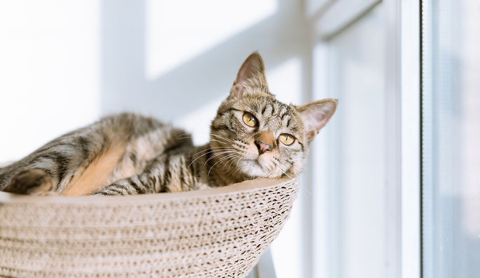 Cat in Basket