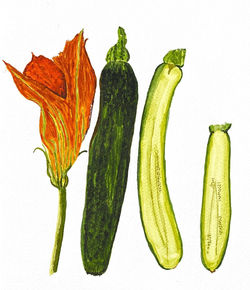Courgettes_edited