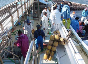 カツオ一本釣り漁業6.JPG