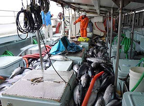 カツオ一本釣り漁業1.JPG