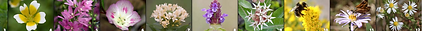 WVNativeWildflowersStripXerces.png