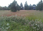 PrairiePatchandMeadow.jpg