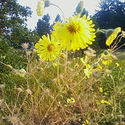 0803070750a.jpg