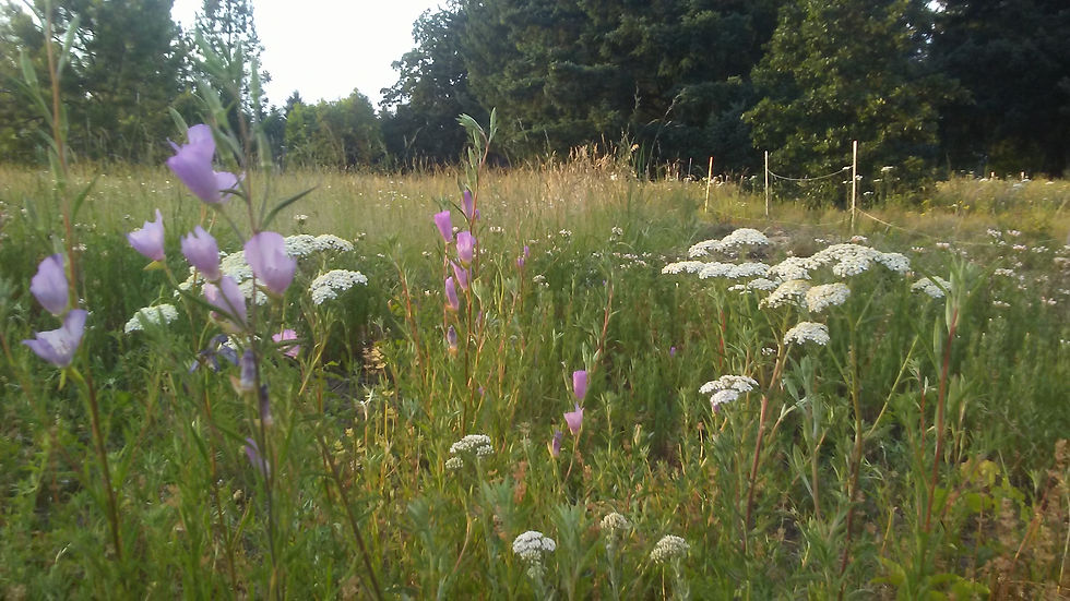 0621192008dYarrowClarkiaPretty