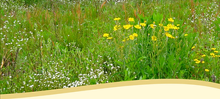 WildflowerGraphic.png
