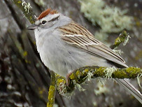 ChippingSparrowRickRasorApril2022.jpg