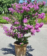 Bougainvillier