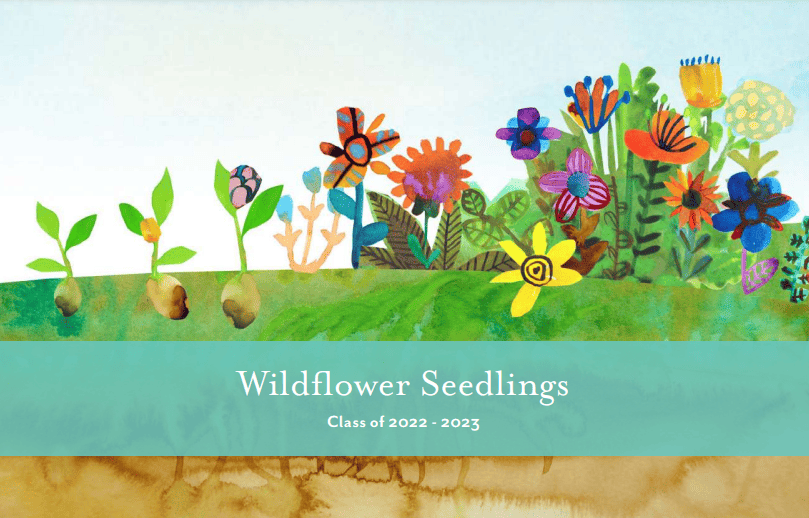 Blog Wildflower Schools