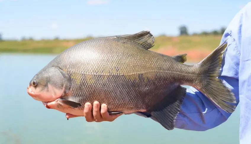 Tradicional Feira do Peixe movimenta Plácido de Castro neste feriado com produtos frescos e programação especial