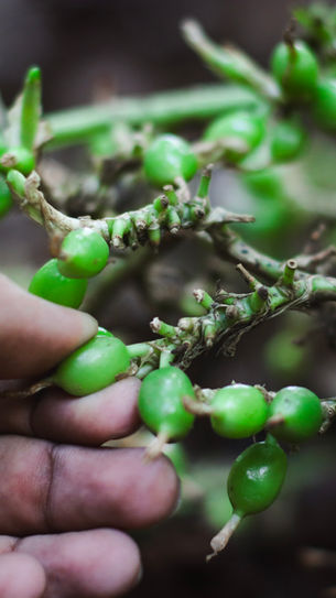  The Spice of Munnar: Why Our Cardamom Stands Out