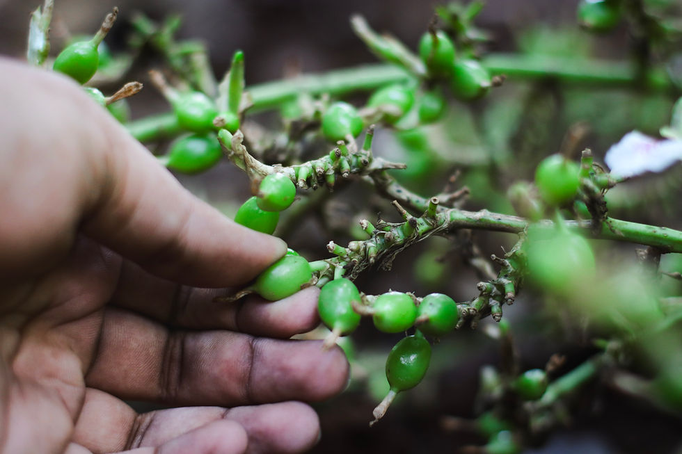 The Spice of Munnar: Why Our Cardamom Stands Out