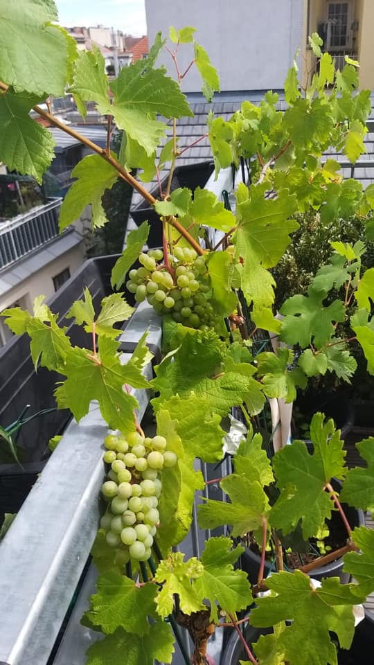 Miniaturbild: Josefstädter Wein, MAGNUM, 2019, 1 Stück