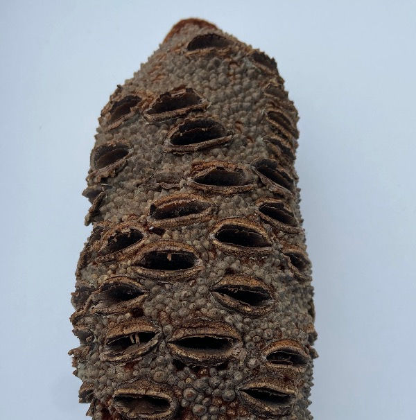 Thumbnail: Banksia pendat