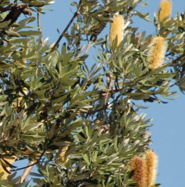 Thumbnail: Banksia pendat