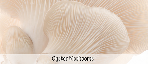Oyster Mushroom-labelled.png