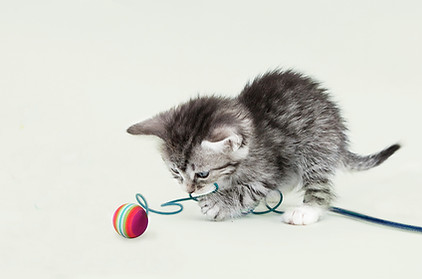 Cute Kitten