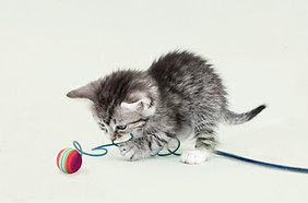 Chaton mignon