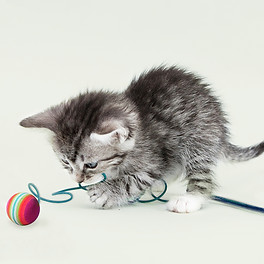 Kitten Playing Ball