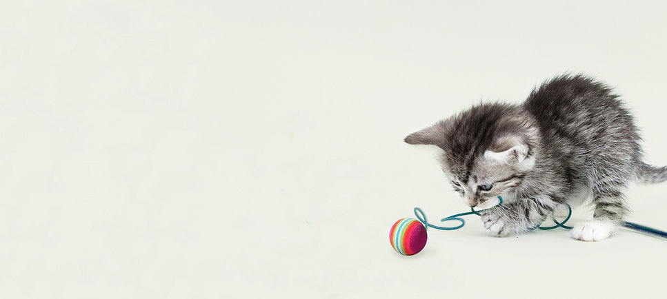 Cute Kitten