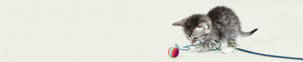 Chaton mignon
